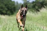 MALINOIS 778